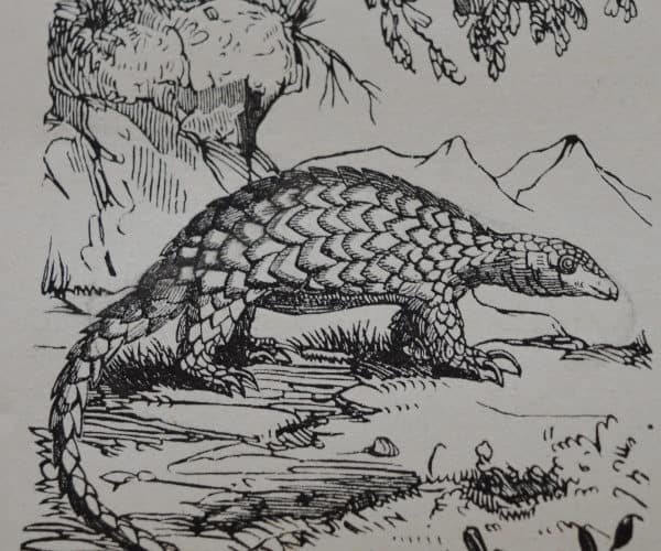 dessin noir et blanc pangolin